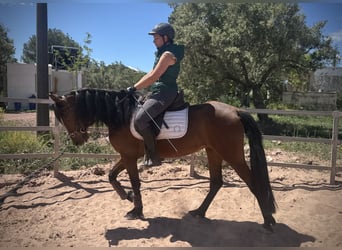 Andalusier Mix, Stute, 5 Jahre, 155 cm, Brauner