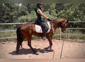 Andalusier Mix, Stute, 5 Jahre, 155 cm, Brauner
