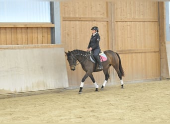 Andalusier, Stute, 5 Jahre, 155 cm, Dunkelbrauner