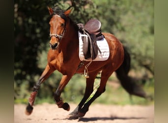 Andalusier Mix, Stute, 5 Jahre, 155 cm, Hellbrauner