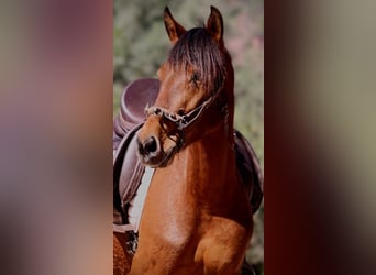 Andalusier Mix, Stute, 5 Jahre, 155 cm, Hellbrauner