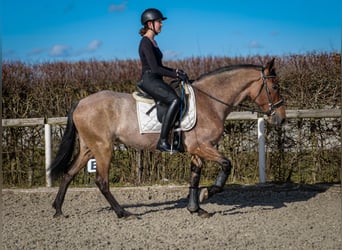 Andalusier, Stute, 5 Jahre, 155 cm, Rotschimmel