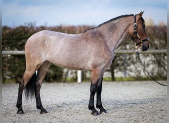 Andalusier, Stute, 5 Jahre, 155 cm, Rotschimmel