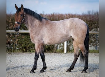 Andalusier, Stute, 5 Jahre, 155 cm, Rotschimmel