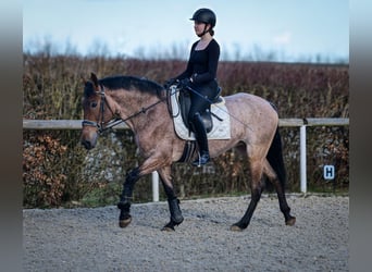 Andalusier, Stute, 5 Jahre, 155 cm, Rotschimmel