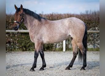 Andalusier, Stute, 5 Jahre, 155 cm, Rotschimmel