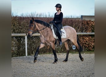 Andalusier, Stute, 5 Jahre, 155 cm, Rotschimmel