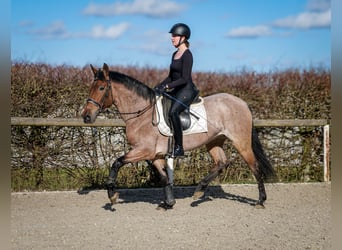 Andalusier, Stute, 5 Jahre, 155 cm, Rotschimmel