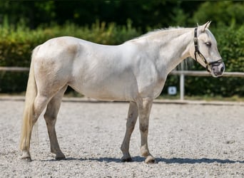 Andalusier, Stute, 5 Jahre, 155 cm, Schimmel