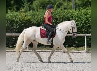 Andalusier, Stute, 5 Jahre, 155 cm, Schimmel