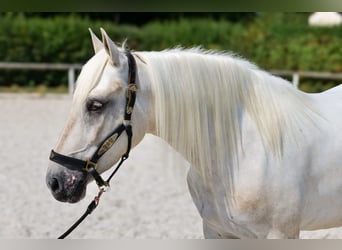 Andalusier, Stute, 5 Jahre, 155 cm, Schimmel