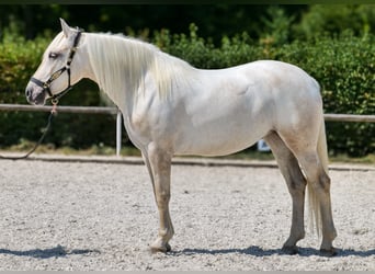 Andalusier, Stute, 5 Jahre, 155 cm, Schimmel