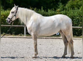 Andalusier, Stute, 5 Jahre, 155 cm, Schimmel