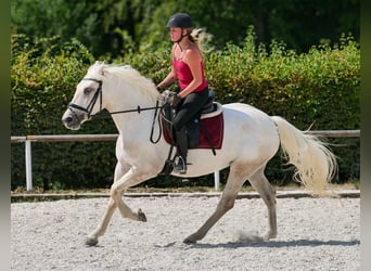 Andalusier, Stute, 5 Jahre, 155 cm, Schimmel