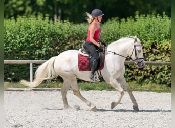 Andalusier, Stute, 5 Jahre, 155 cm, Schimmel