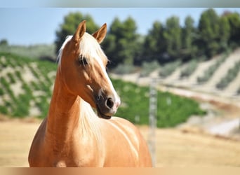 Andalusier, Stute, 5 Jahre, 156 cm, Palomino