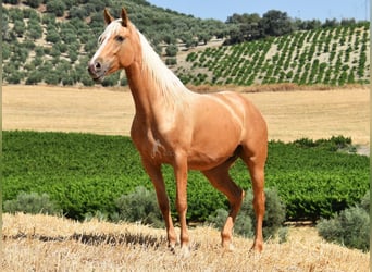 Andalusier, Stute, 5 Jahre, 156 cm, Palomino