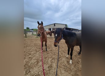 Andalusier, Stute, 5 Jahre, 157 cm, Brauner
