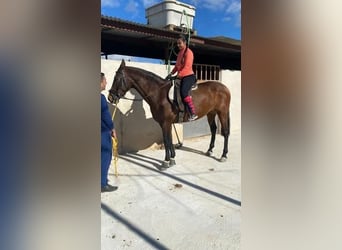 Andalusier, Stute, 5 Jahre, 157 cm, Brauner