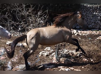 Andalusier, Stute, 5 Jahre, 157 cm, Falbe