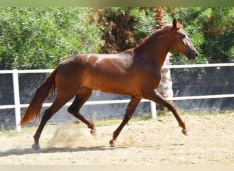 Andalusier, Stute, 5 Jahre, 157 cm, Fuchs