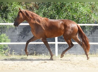 Andalusier, Stute, 5 Jahre, 157 cm, Fuchs