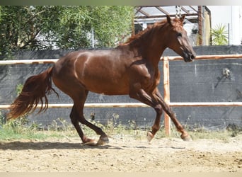 Andalusier, Stute, 5 Jahre, 157 cm, Fuchs