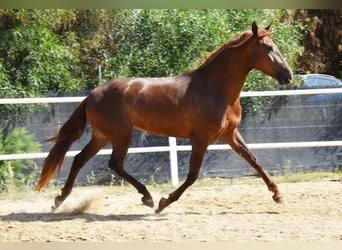 Andalusier, Stute, 5 Jahre, 157 cm, Fuchs