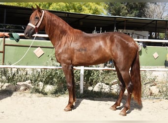 Andalusier, Stute, 5 Jahre, 157 cm, Fuchs