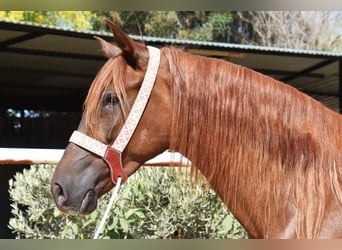 Andalusier, Stute, 5 Jahre, 157 cm, Fuchs