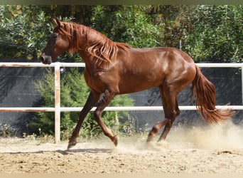 Andalusier, Stute, 5 Jahre, 157 cm, Fuchs