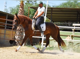 Andalusier, Stute, 5 Jahre, 157 cm, Fuchs