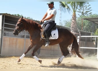 Andalusier, Stute, 5 Jahre, 157 cm, Fuchs
