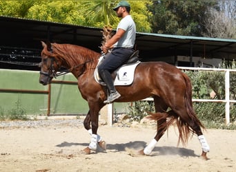 Andalusier, Stute, 5 Jahre, 157 cm, Fuchs