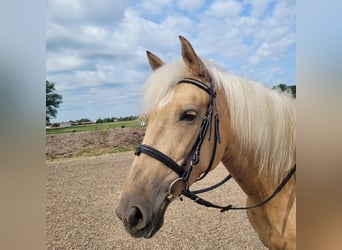 Andalusier Mix, Stute, 5 Jahre, 157 cm, Palomino
