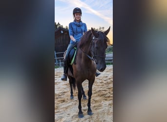 Andalusier, Stute, 5 Jahre, 158 cm