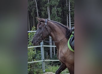 Andalusier, Stute, 5 Jahre, 158 cm