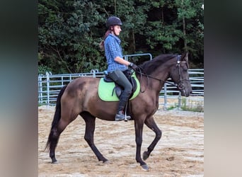 Andalusier, Stute, 5 Jahre, 158 cm