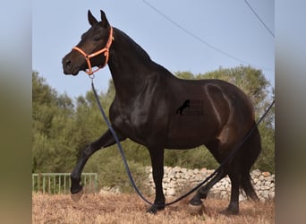 Andalusier, Stute, 5 Jahre, 158 cm, Rappe