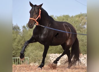 Andalusier, Stute, 5 Jahre, 158 cm, Rappe