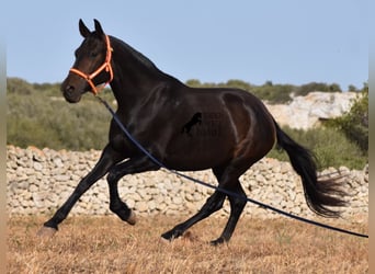 Andalusier, Stute, 5 Jahre, 158 cm, Rappe