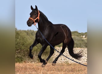 Andalusier, Stute, 5 Jahre, 158 cm, Rappe