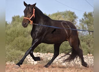 Andalusier, Stute, 5 Jahre, 158 cm, Rappe