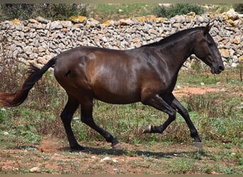 Andalusier, Stute, 5 Jahre, 158 cm, Rappe