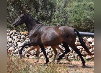 Andalusier, Stute, 5 Jahre, 158 cm, Rappe