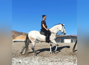 Andalusier, Stute, 5 Jahre, 158 cm, Schimmel