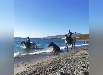 Andalusier, Stute, 5 Jahre, 158 cm, Schimmel