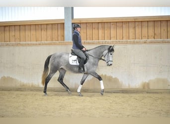 Andalusier, Stute, 5 Jahre, 158 cm, Schimmel