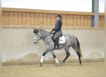 Andalusier, Stute, 5 Jahre, 158 cm, Schimmel