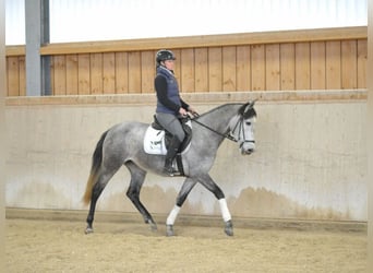 Andalusier, Stute, 5 Jahre, 158 cm, Schimmel